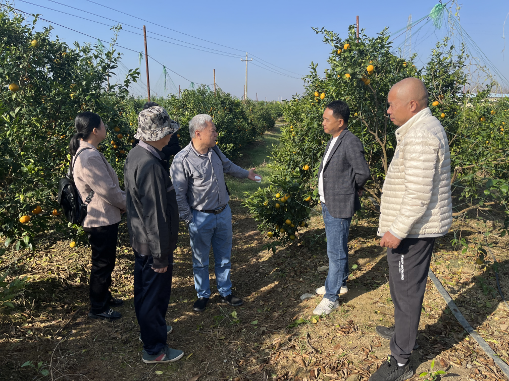 自治區(qū)沃柑種植標準化示范區(qū)高分通過專家組考核圖片1(1)(1).png 自治區(qū)沃柑種植標準化示范區(qū)高分通過專家組考核圖片1(1)(1).png